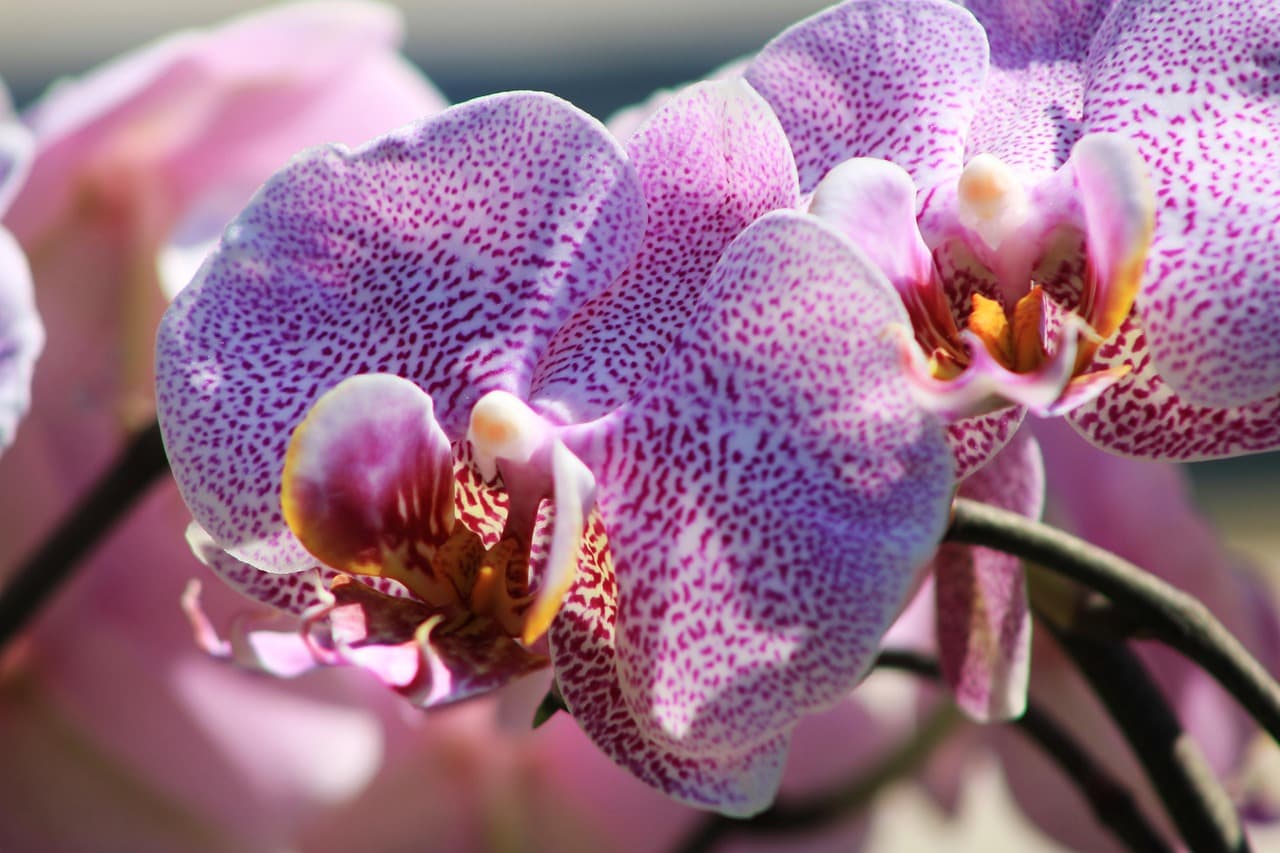 Etiqueta para Regalar Flores en Bangkok